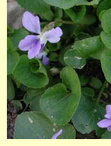 Фиалка дикая (Viola canina L.) и фиалка лесная (V.Riviniana Rchb.) Фиалка дикая (Viola canina L.) и фиалка лесная (V.Riviniana Rchb.)